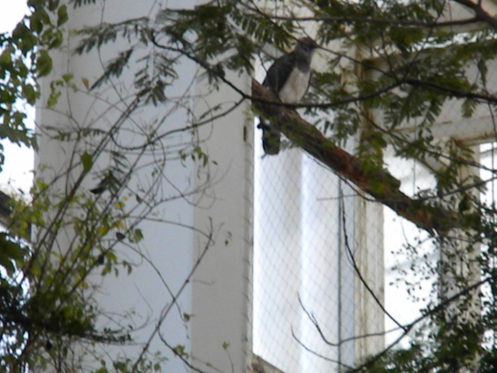 Guiana Crested Eagle