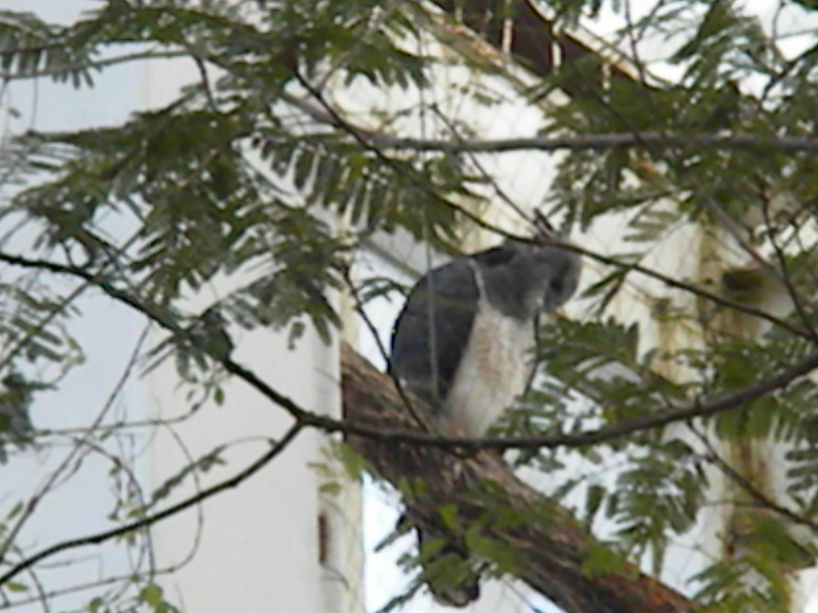 Guiana Crested Eagle