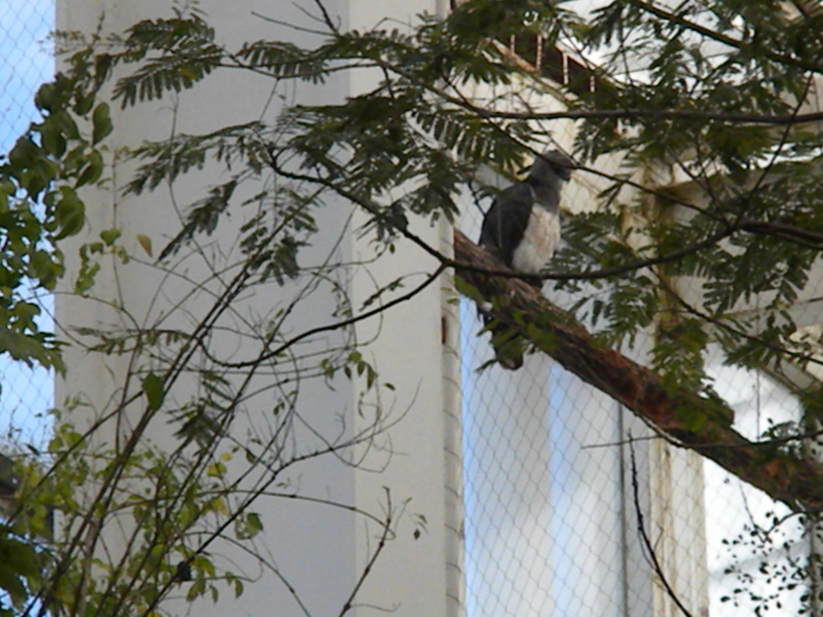 Guiana Crested Eagle