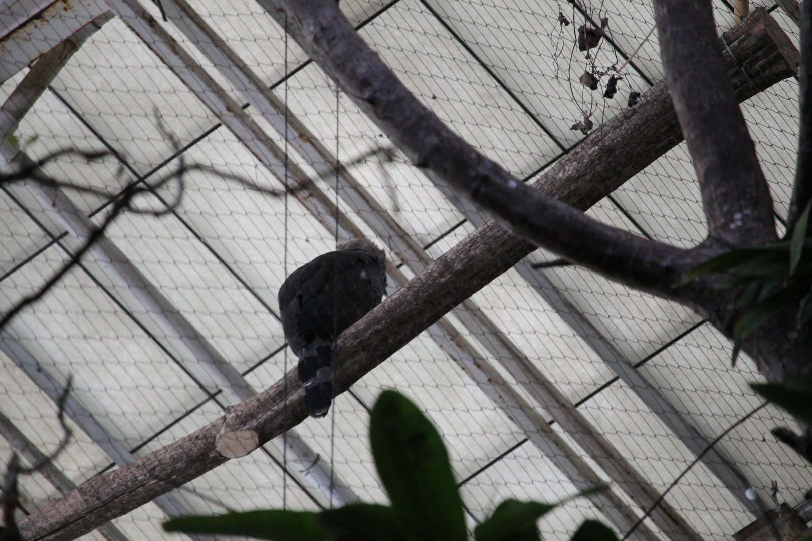 Guiana crested eagle?