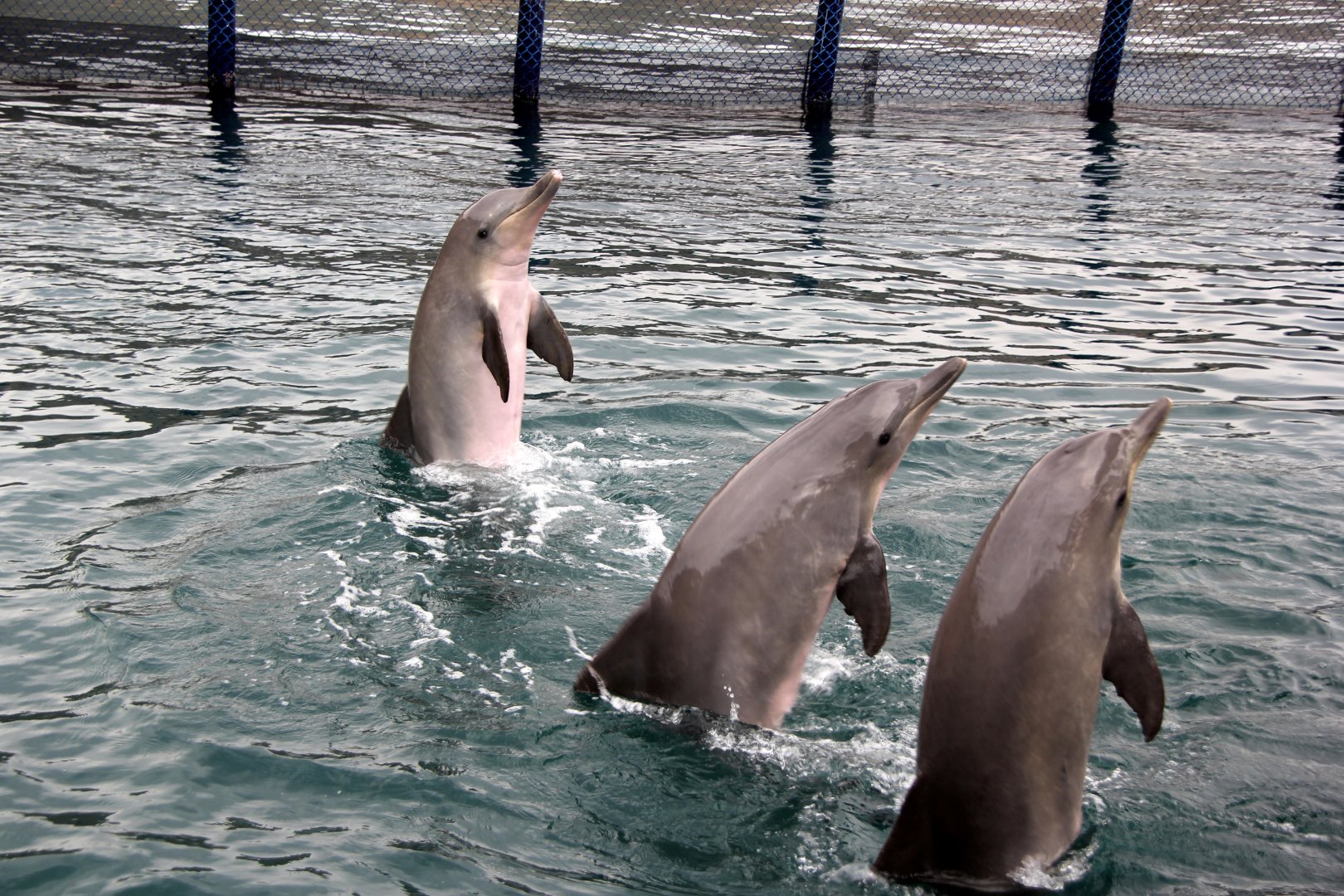 Guiana dolphin (Sotalia guianensis)