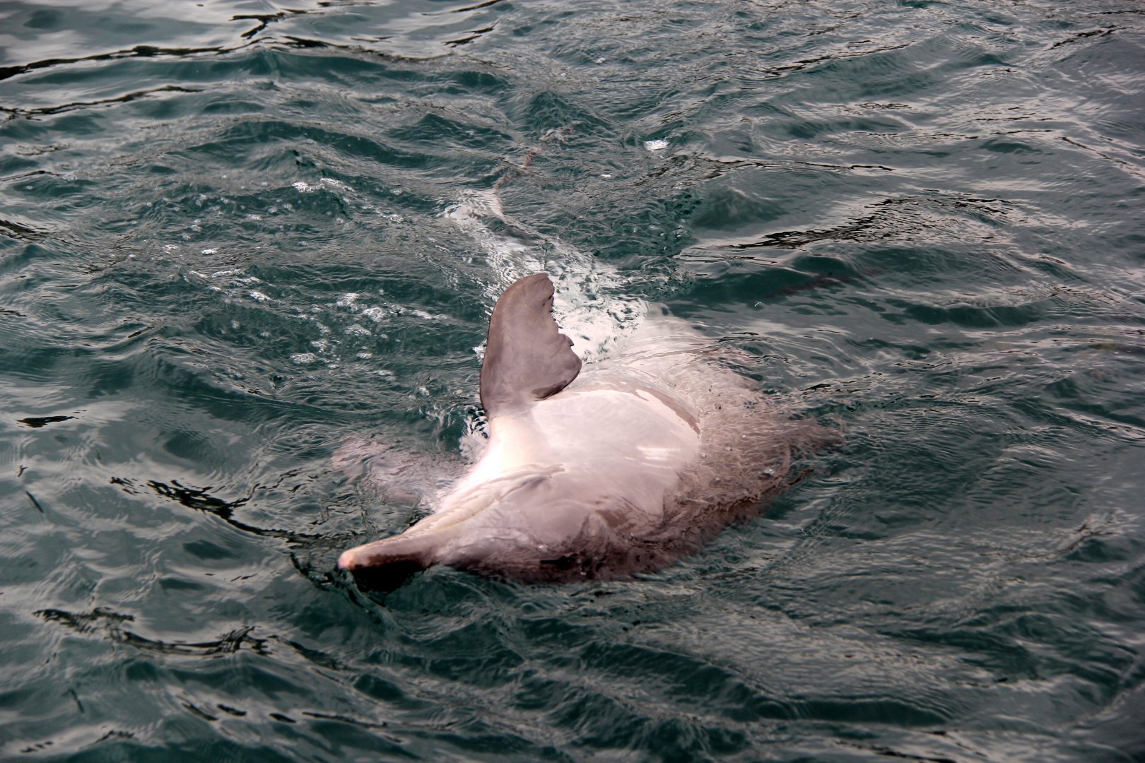 Guiana dolphin (Sotalia guianensis)
