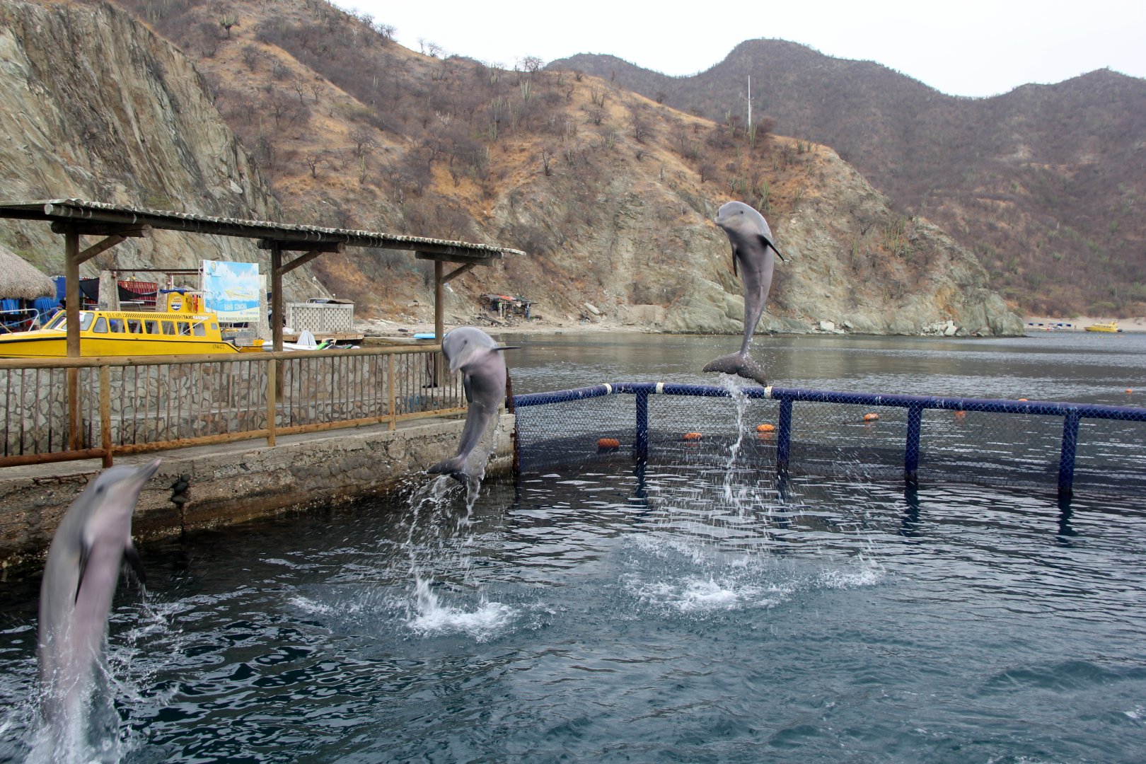 Guiana dolphin (Sotalia guianensis)