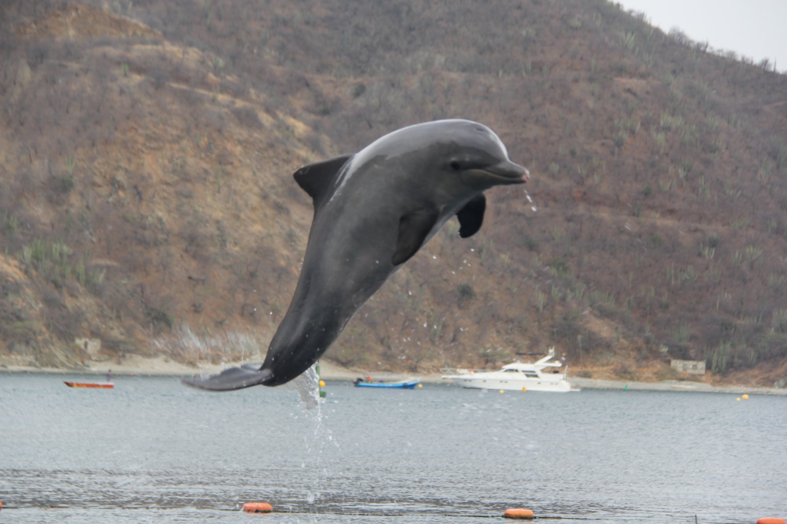 Guiana dolphin (Sotalia guianensis)