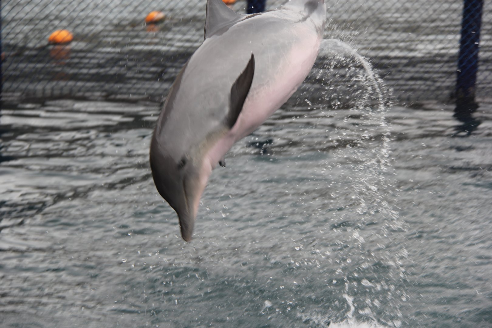 Guiana dolphin (Sotalia guianensis)