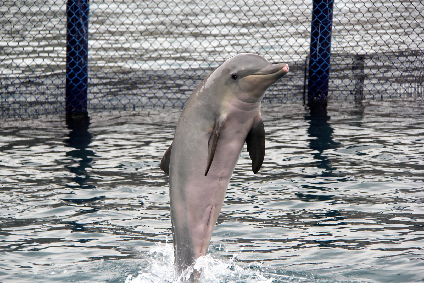 Guiana dolphin (Sotalia guianensis)