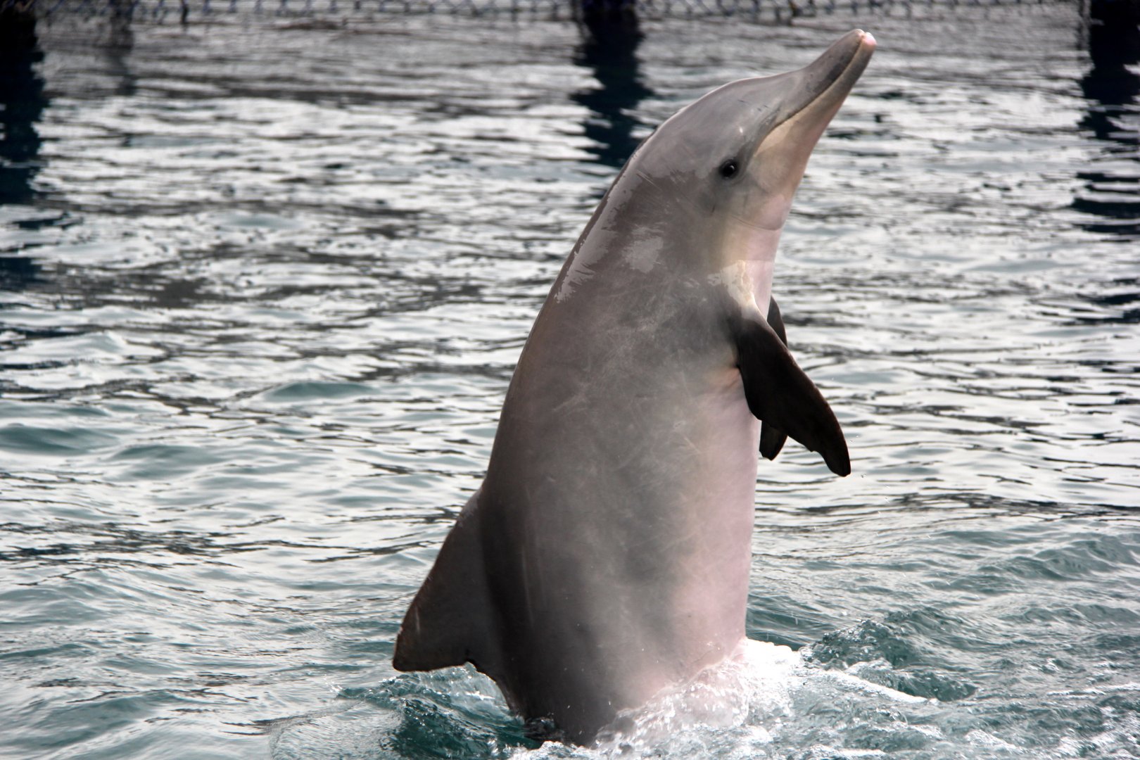 Guiana dolphin (Sotalia guianensis)