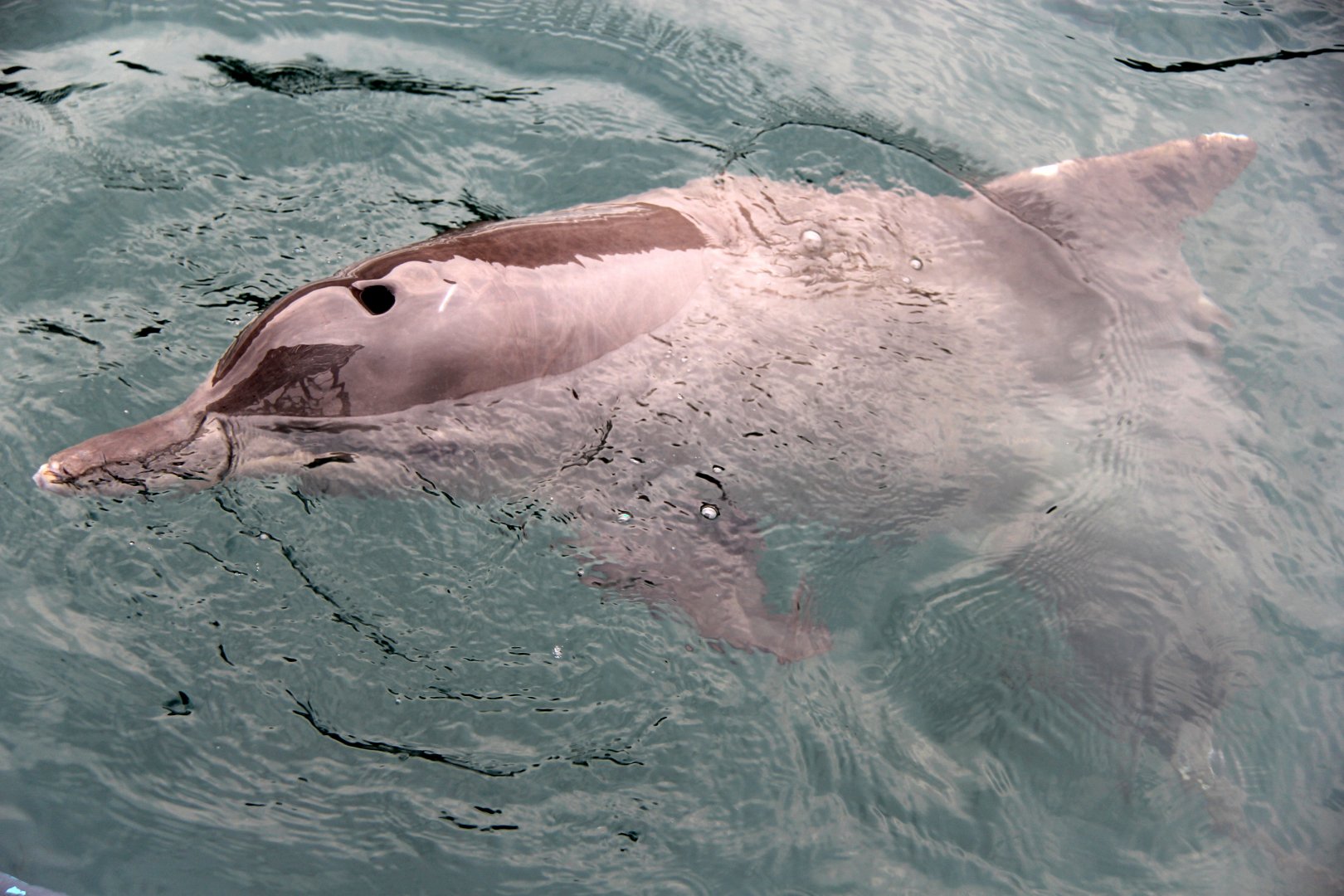 Guiana dolphin (Sotalia guianensis)