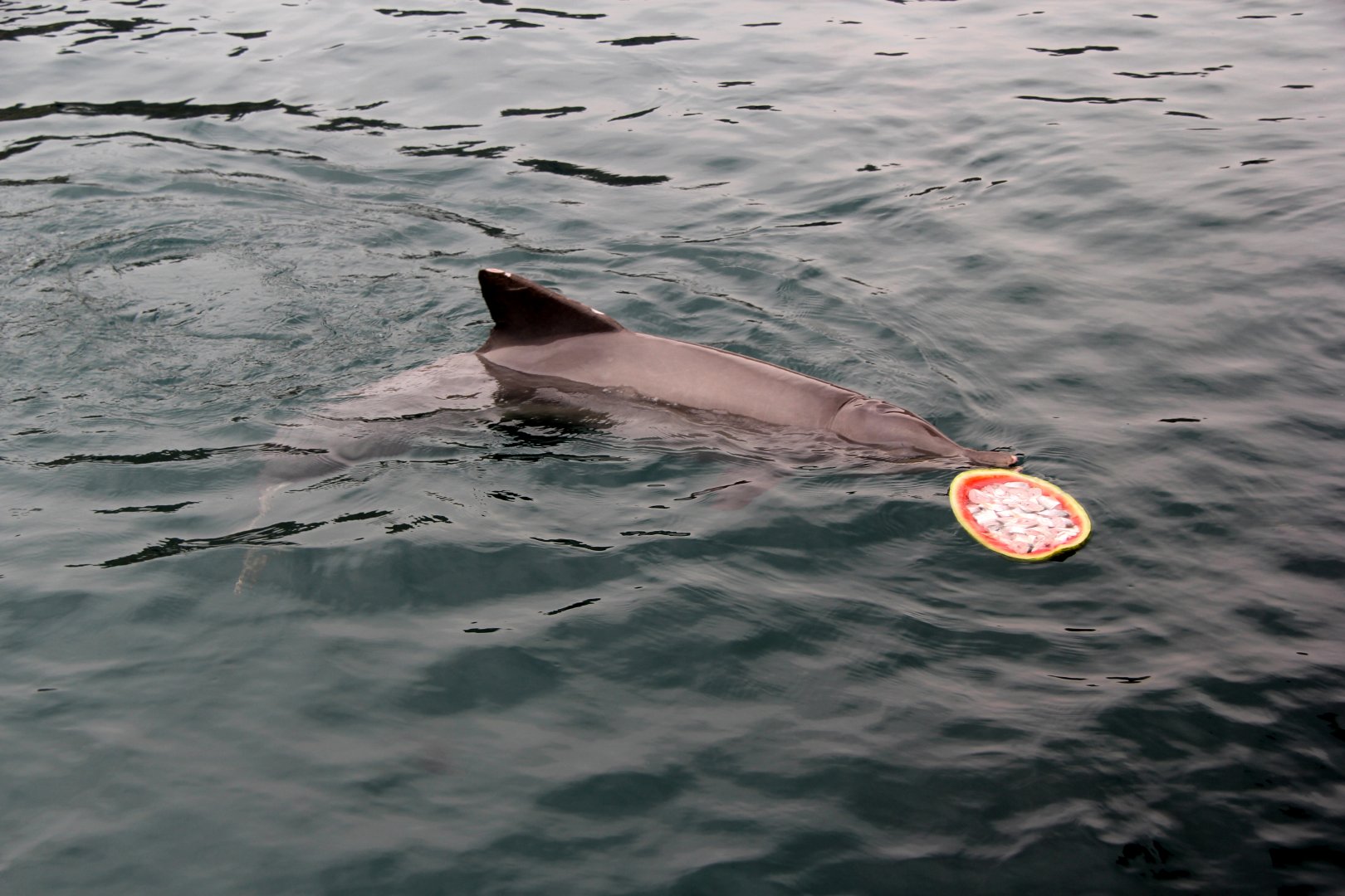 Guiana dolphin (Sotalia guianensis)
