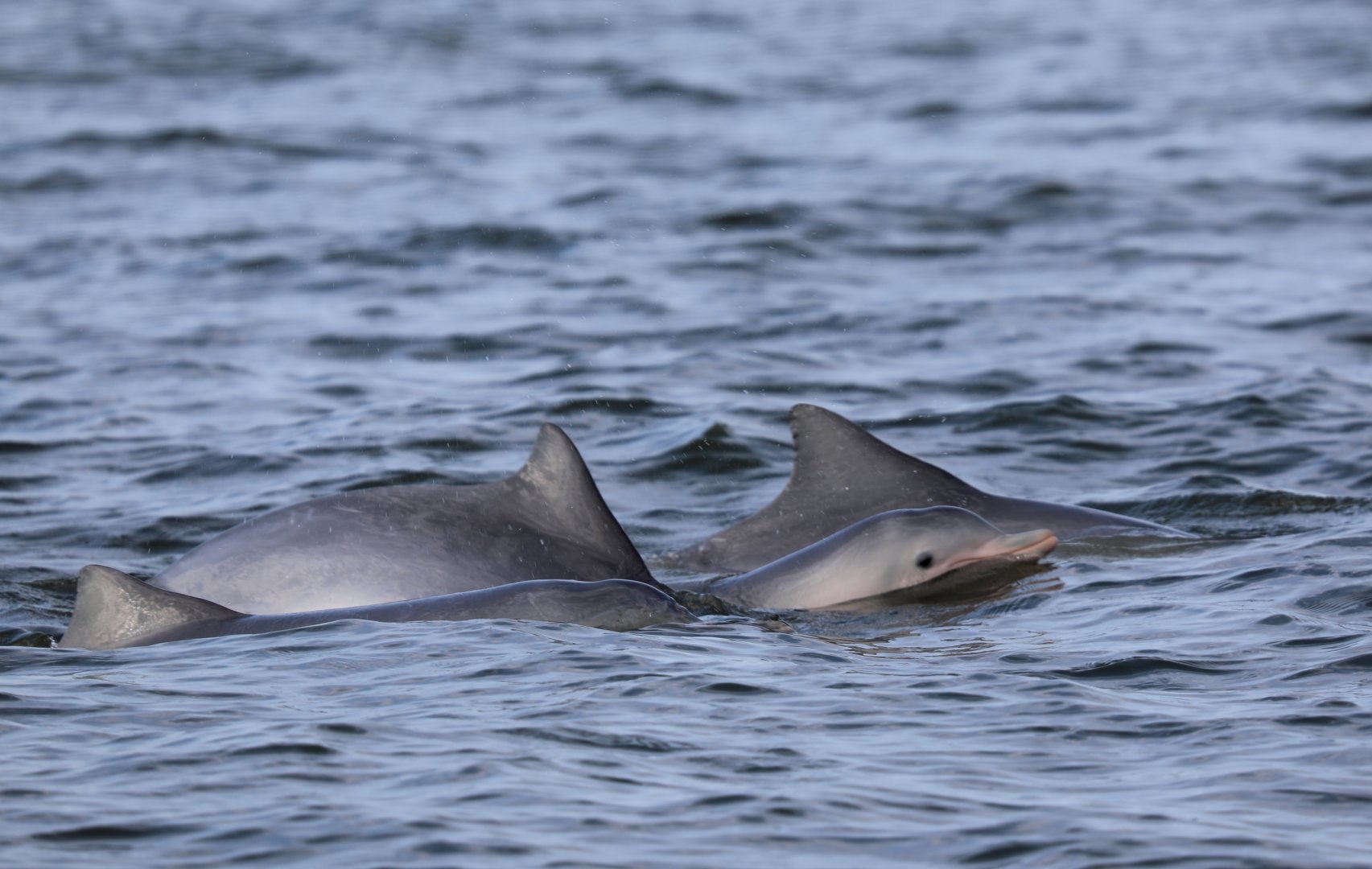 Guiana dolphin (Sotalia guianensis)