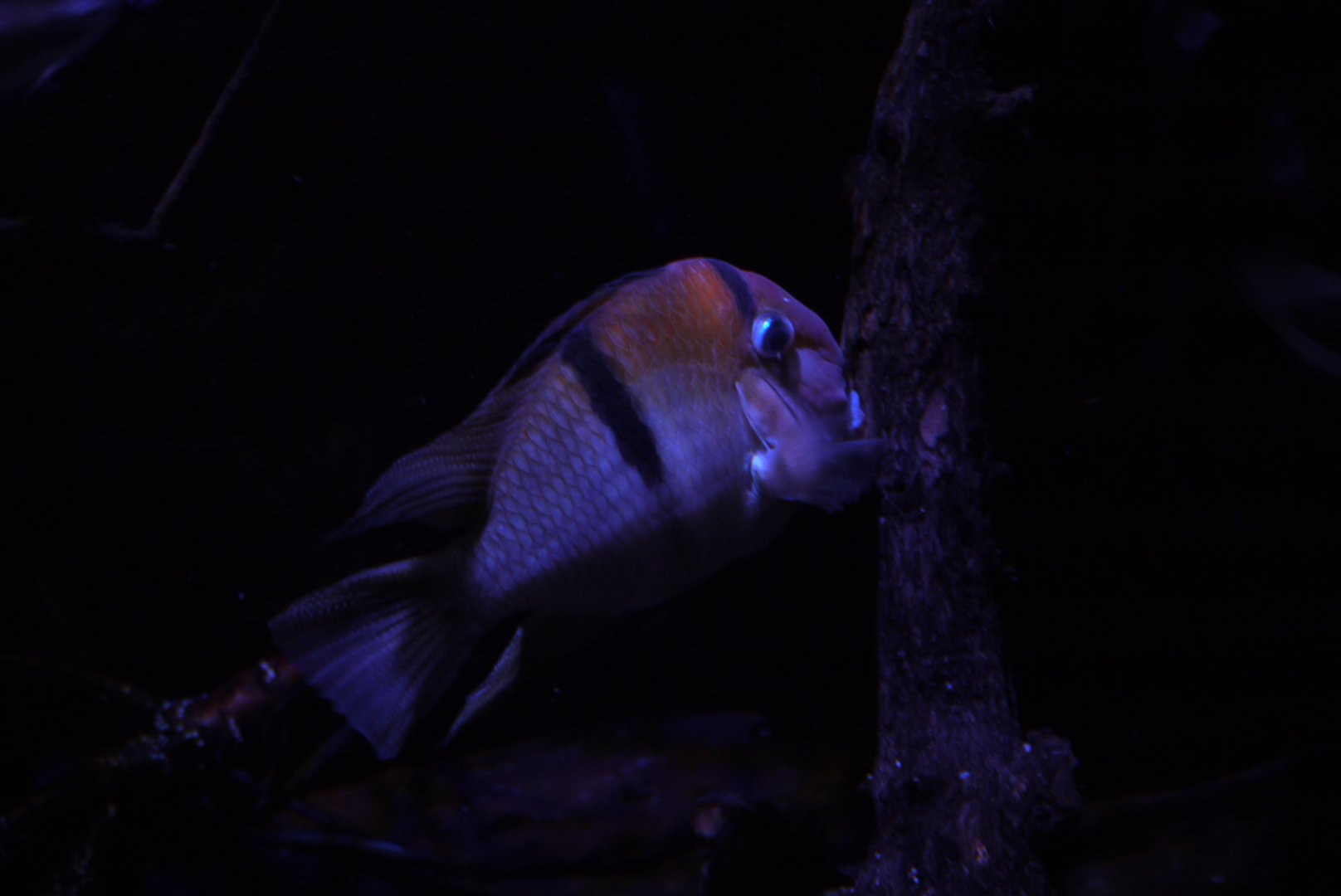 Guianacara owroewefi