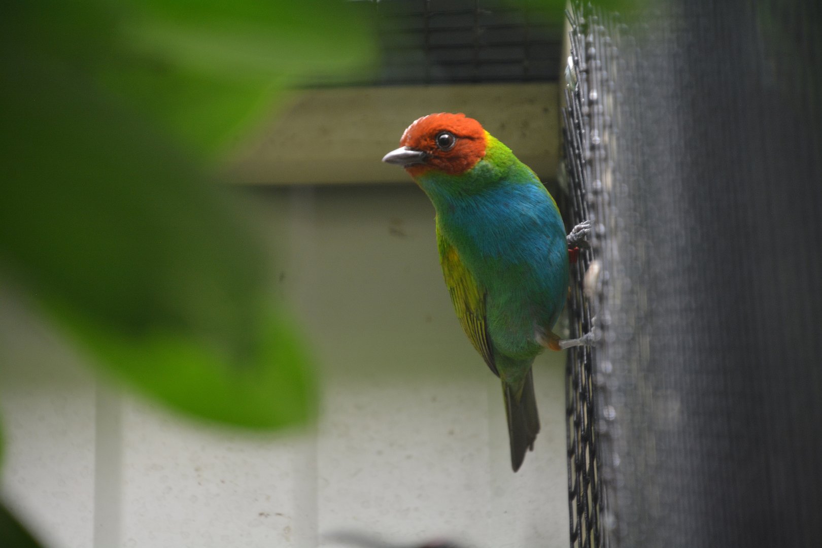 Guianan bay-headed tanager (Tangara gyrola gyrola)