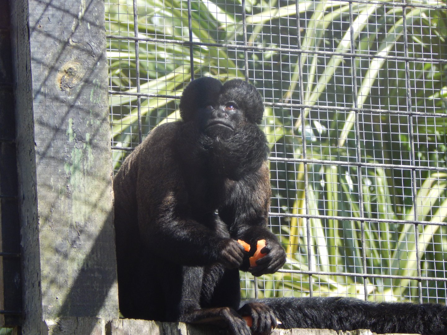 Guianan bearded saki 110925