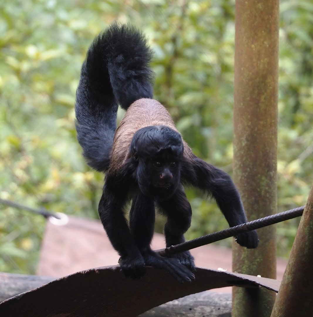 Guianan bearded saki (Chiropotes sagulatus), 2024-08-18