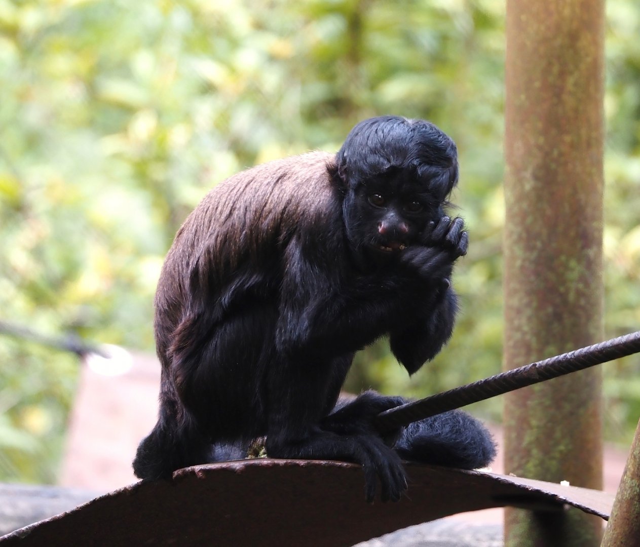 Guianan bearded saki (Chiropotes sagulatus), 2024-08-18