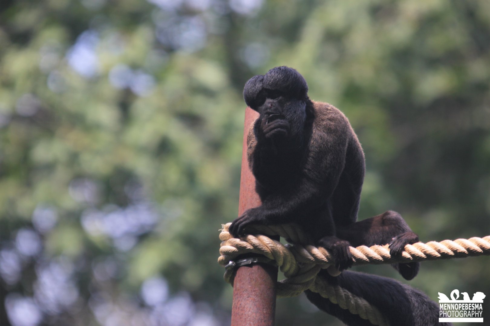 Guianan bearded saki (Chiropotes sagulatus)