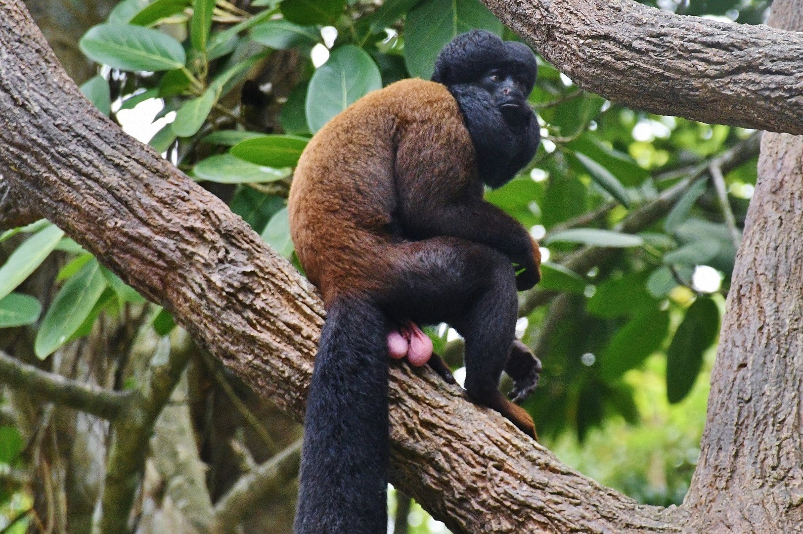 Guianan Bearded Saki (Chiropotes sagulatus)