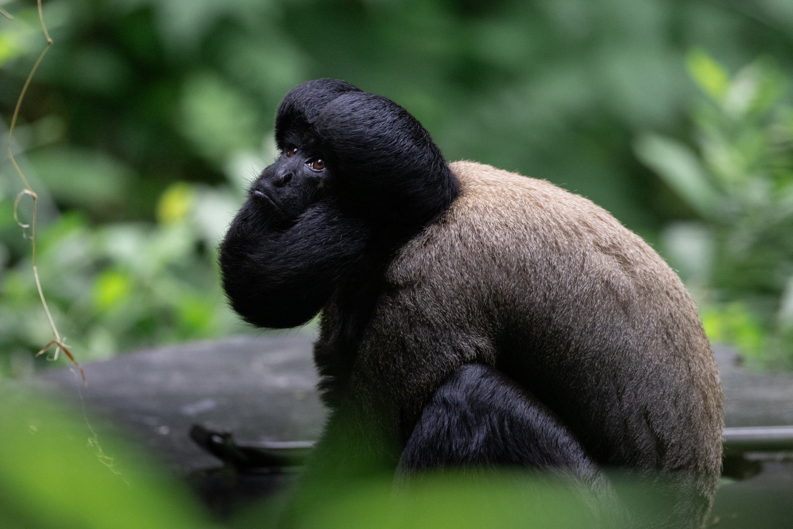 Guianan Bearded Saki (Chiropotes sagulatus)