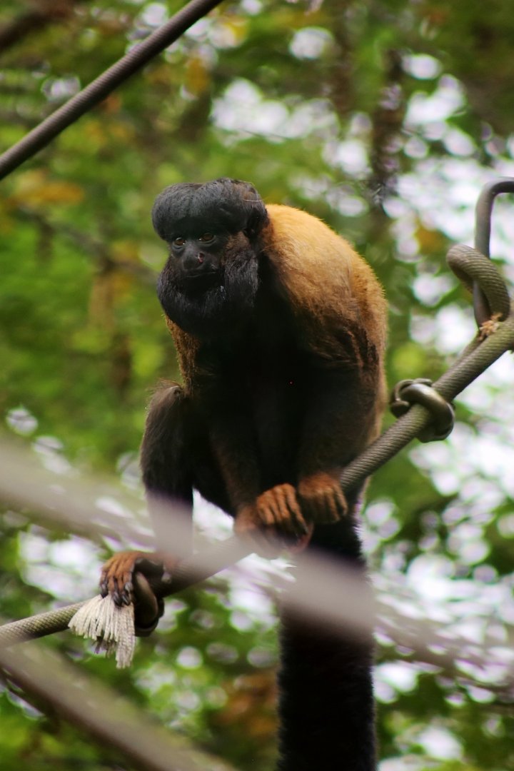 Guianan Bearded Saki (Chiropotes sagulatus)