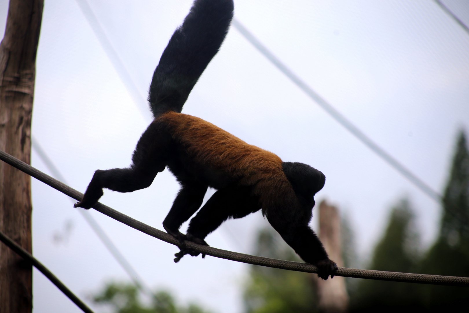 Guianan Bearded Saki (Chiropotes sagulatus)