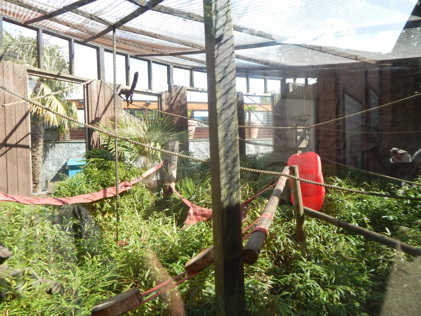 Guianan bearded saki enclosure 110925