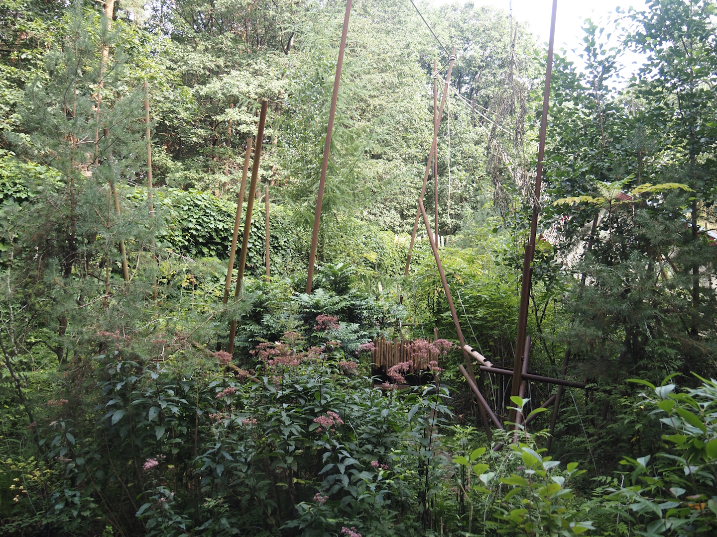 Guianan bearded saki island, 2024-08-18