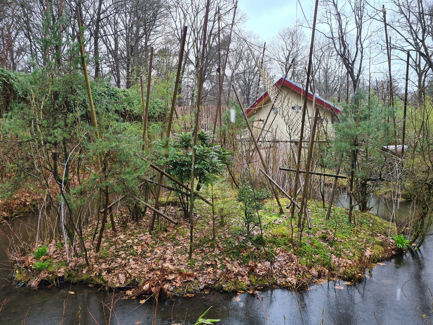 Guianan bearded saki island