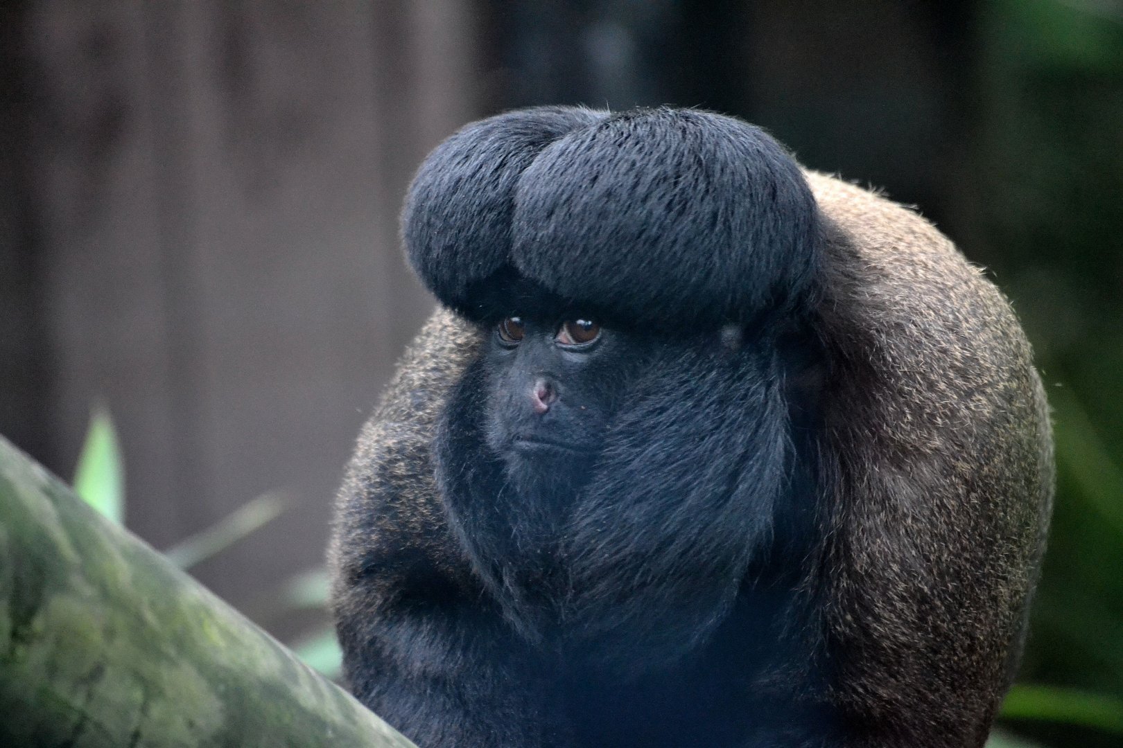 Guianan Bearded Saki - March 2017