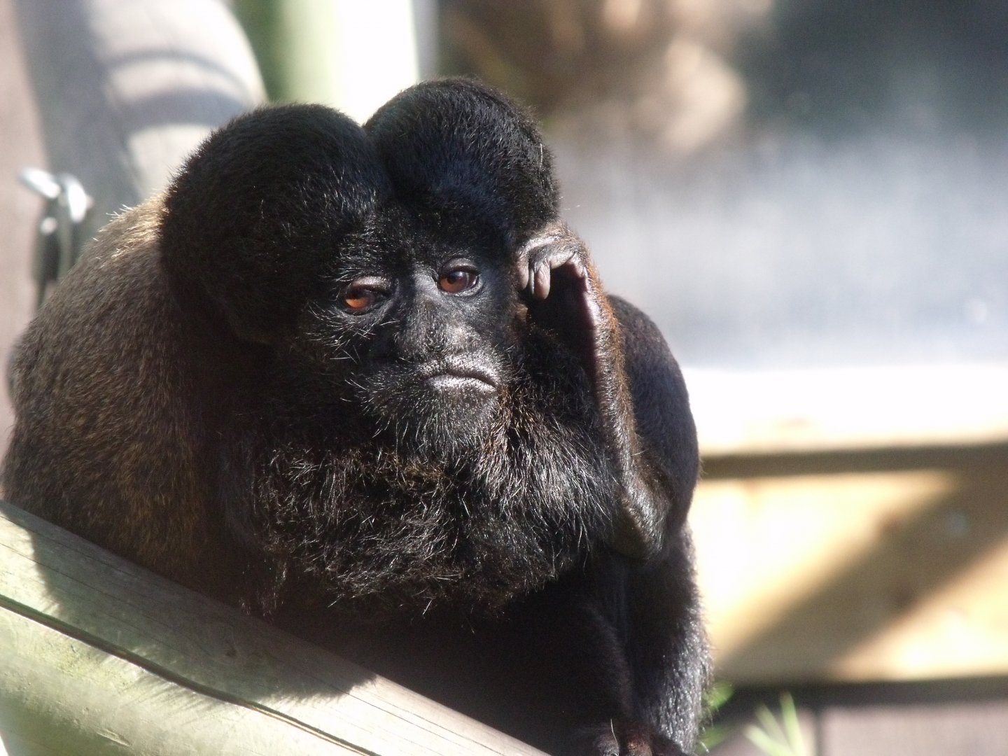 Guianan bearded saki monkey