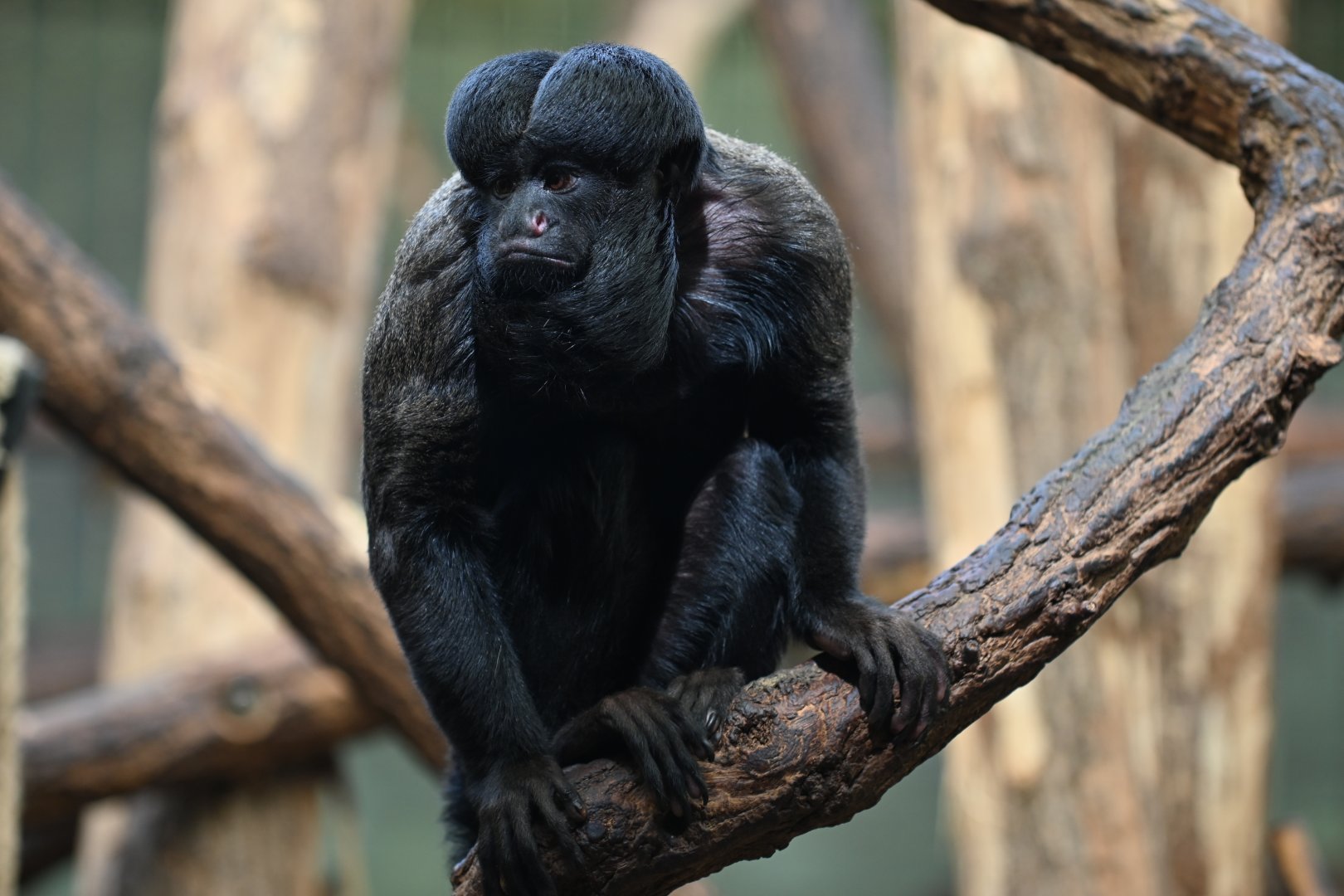 Guianan bearded saki