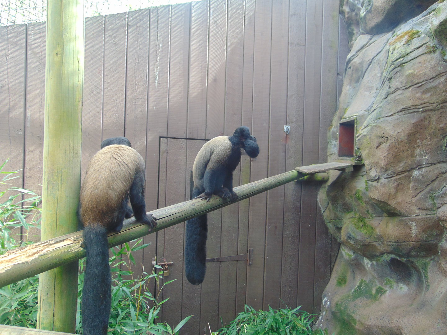 Guianan Bearded Saki