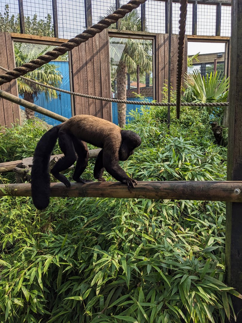 Guianan Bearded Saki