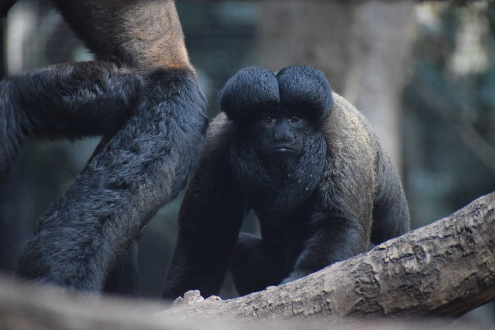 Guianan bearded saki