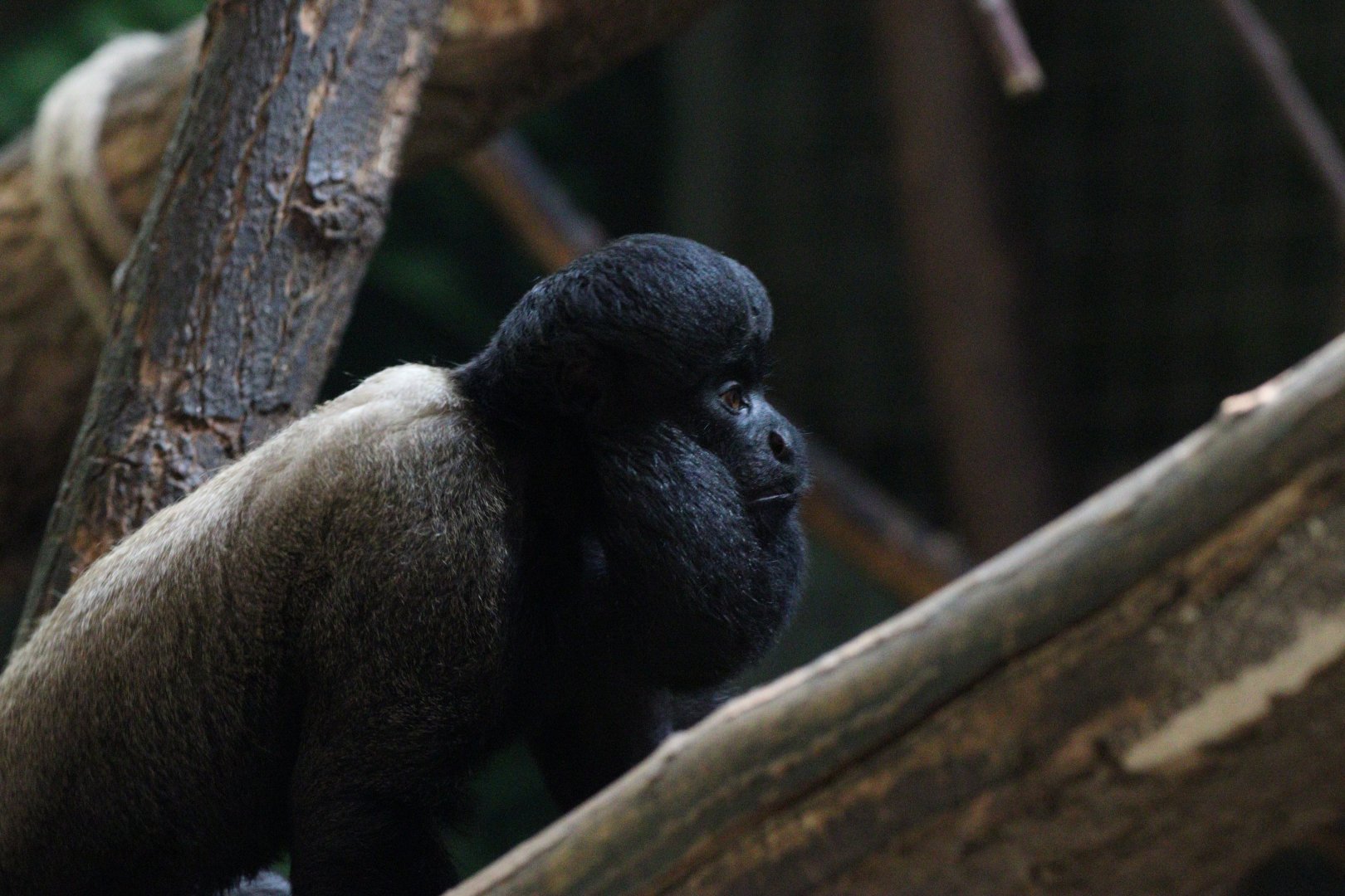 Guianan Bearded Saki