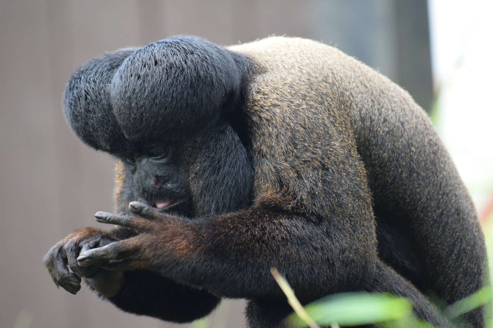 Guianan bearded saki