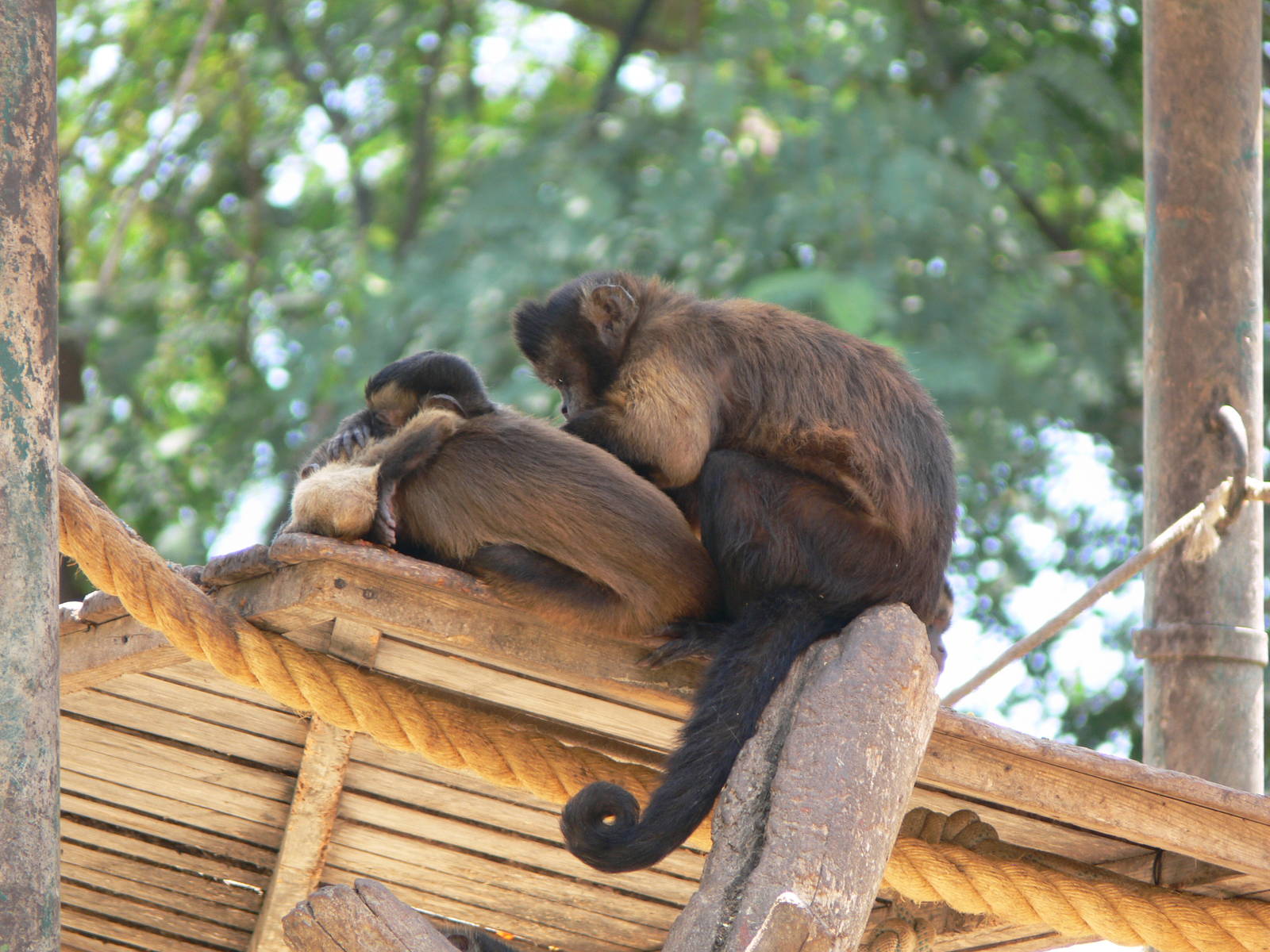 Guianan Brown Capuchin at Terra Natura, 03/08/14
