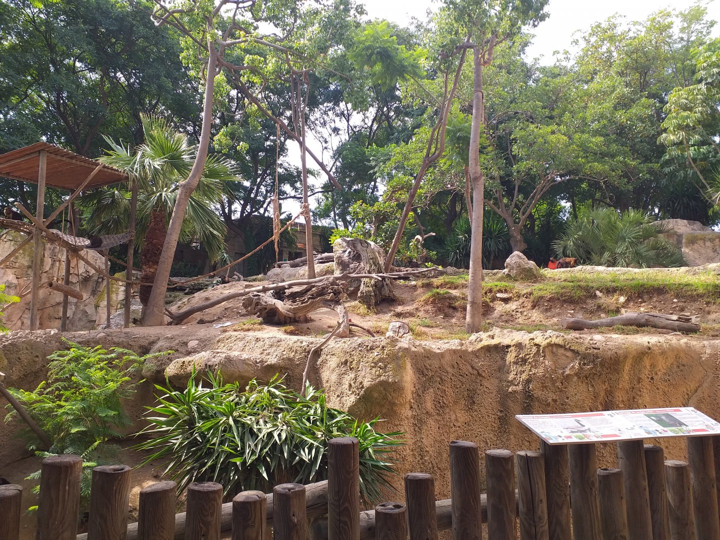 Guianan brown capuchin exhibit -TerraNatura Benidorm (2021)