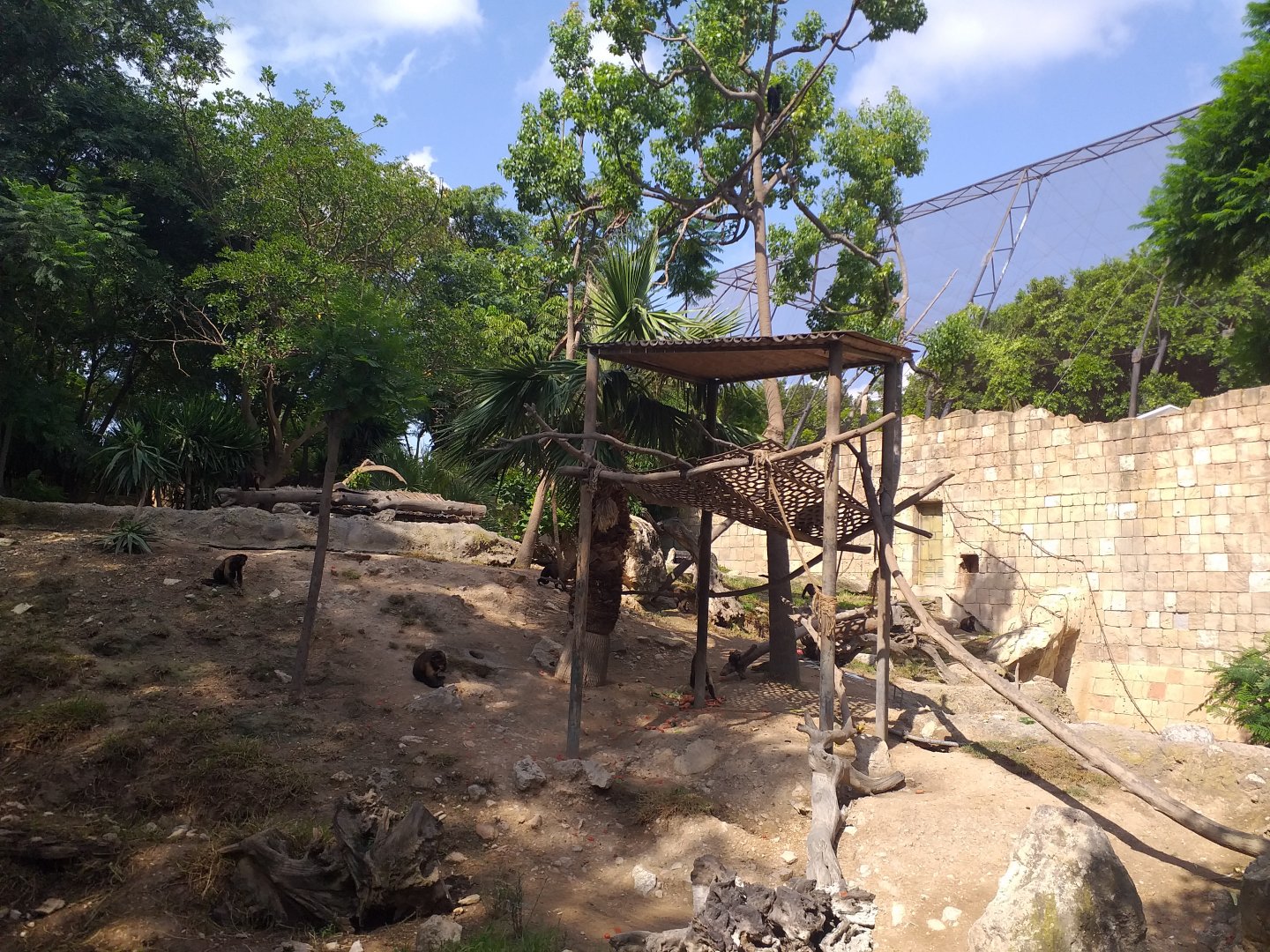 Guianan brown capuchin exhibit -TerraNatura Benidorm (2021)