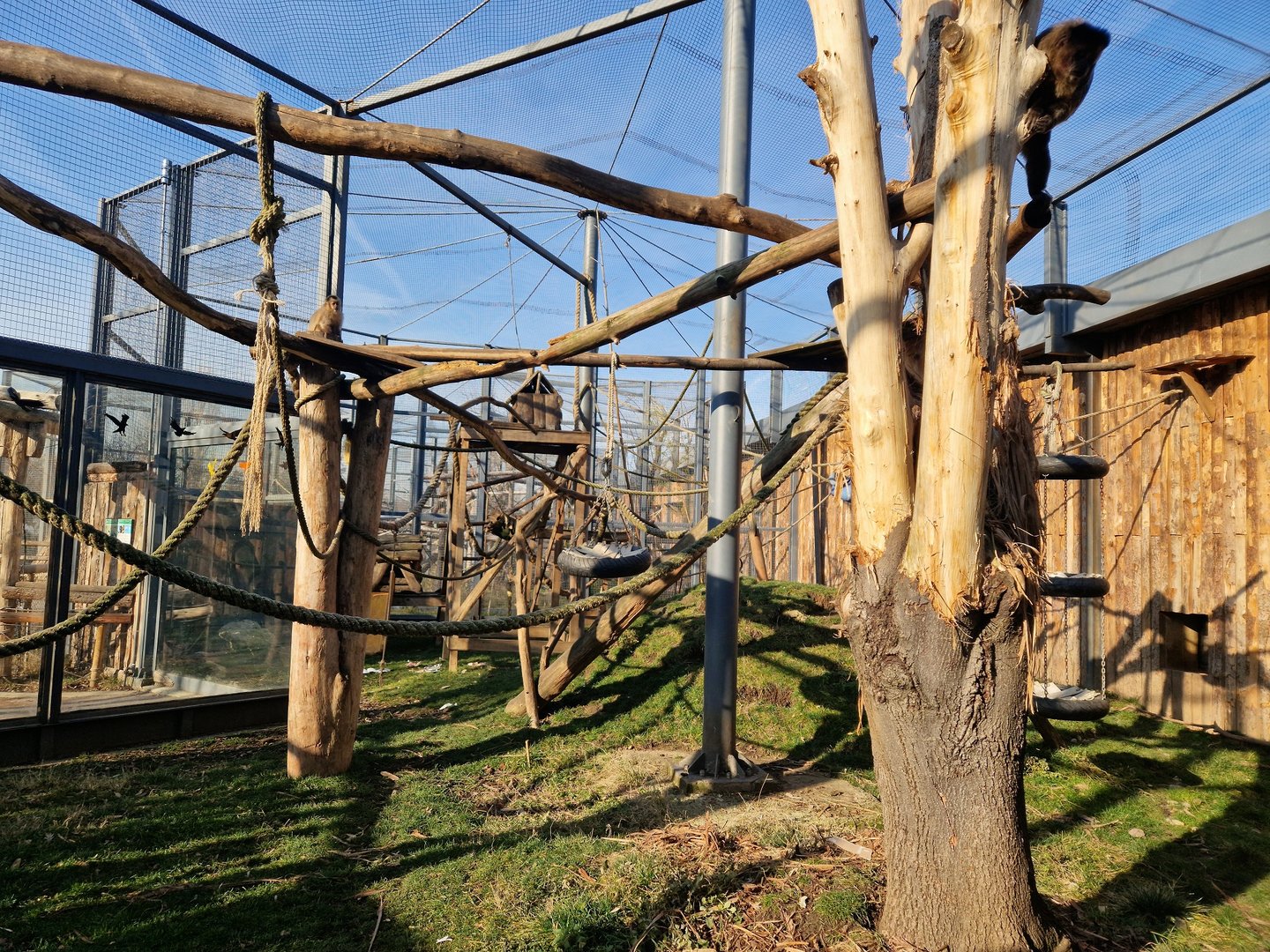 Guianan brown capuchin exhibit