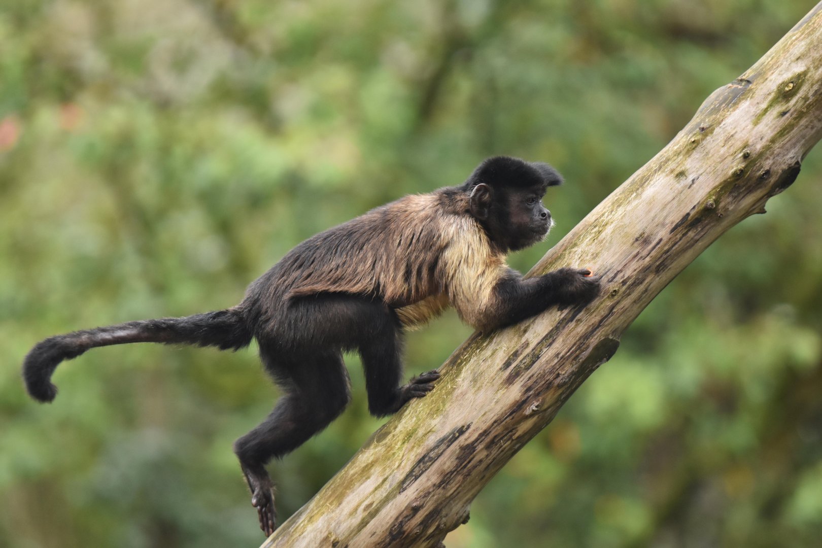 Guianan brown capuchin (Sapajus apella apella)