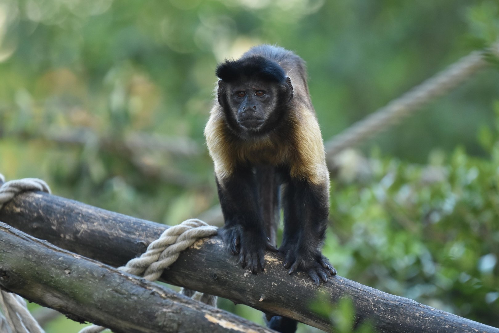 Guianan brown capuchin (Sapajus apella apella)