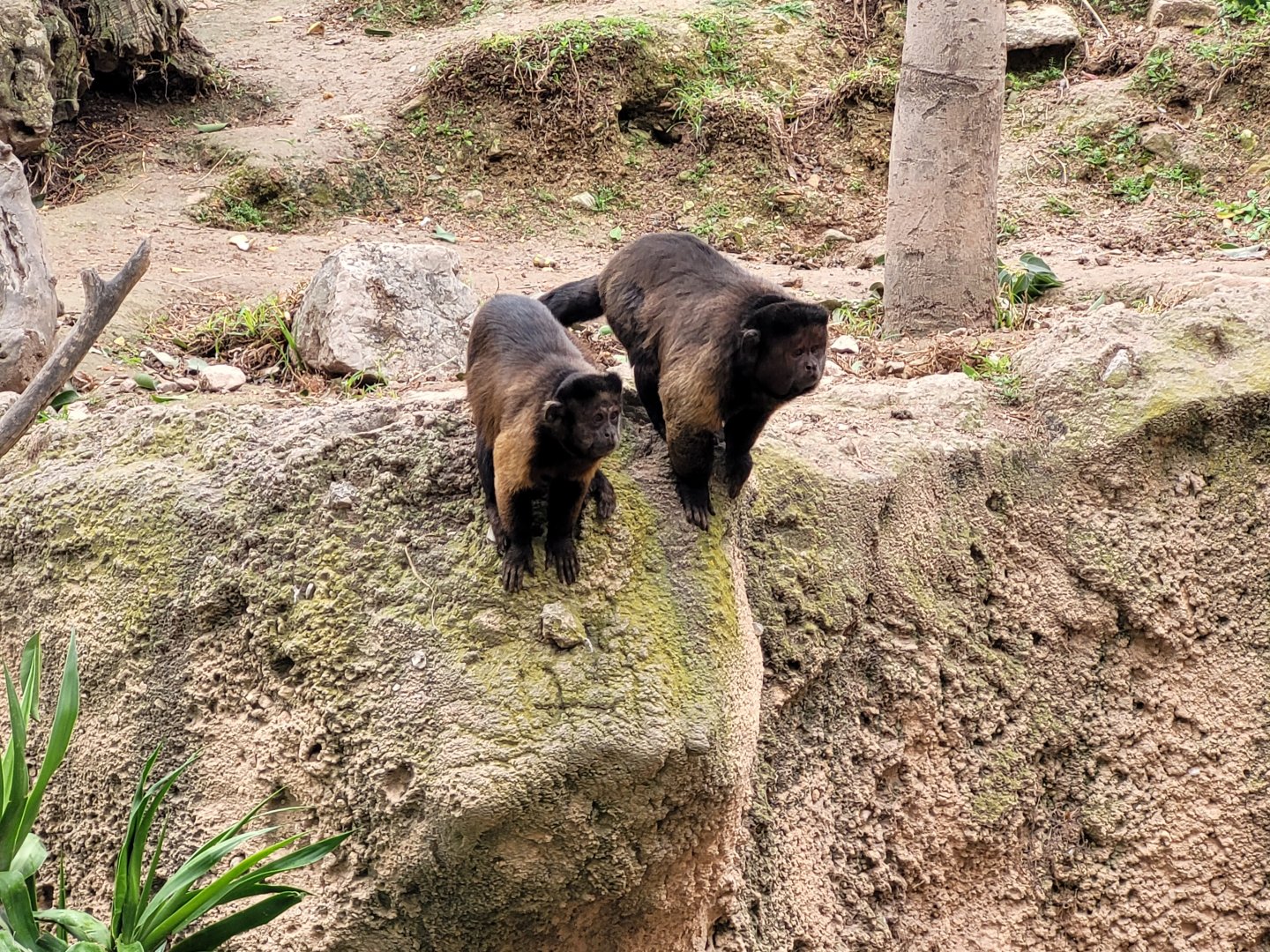 Guianan brown capuchin -TerraNatura Benidorm (2022)