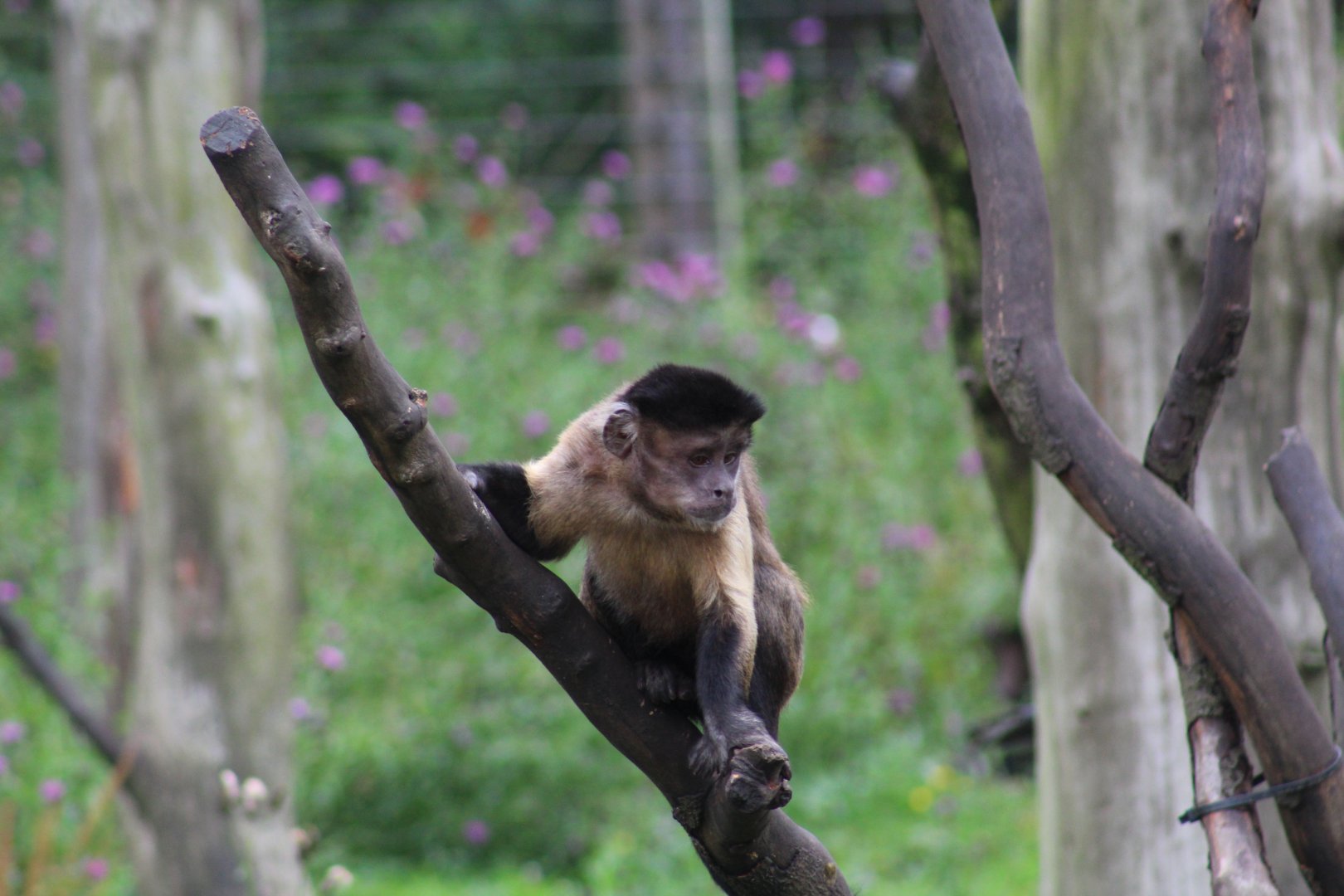 Guianan Brown Capuchin