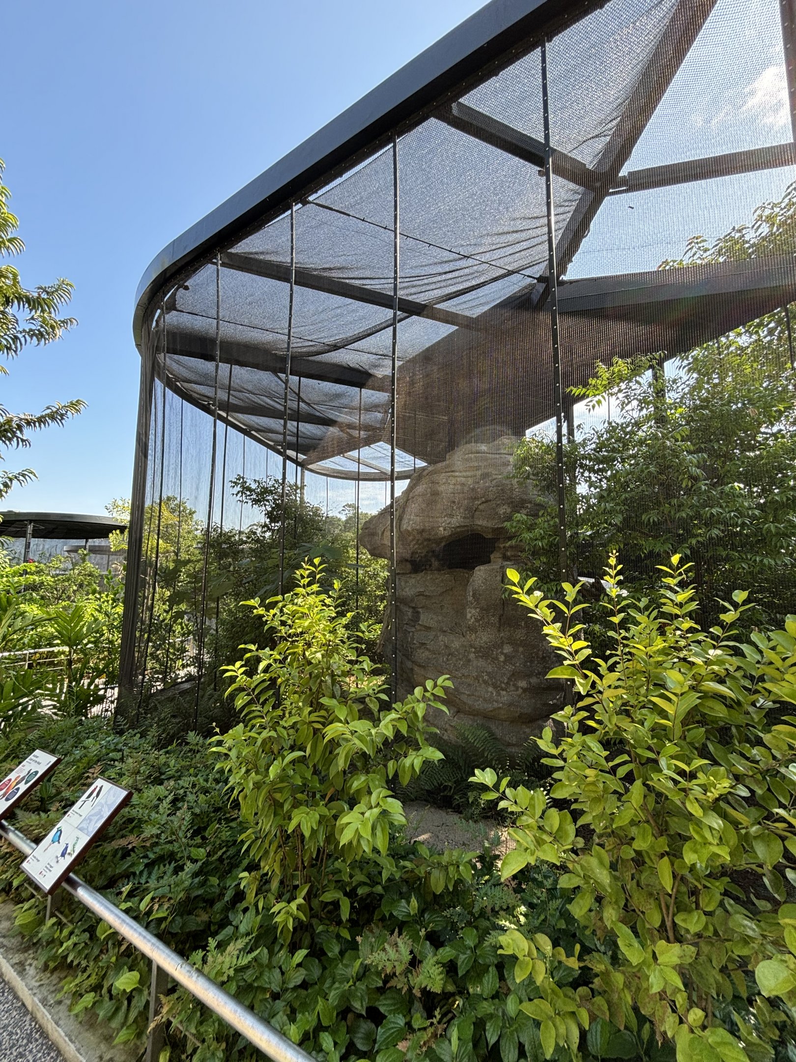 Guianan Cock of the Rock + 3 species