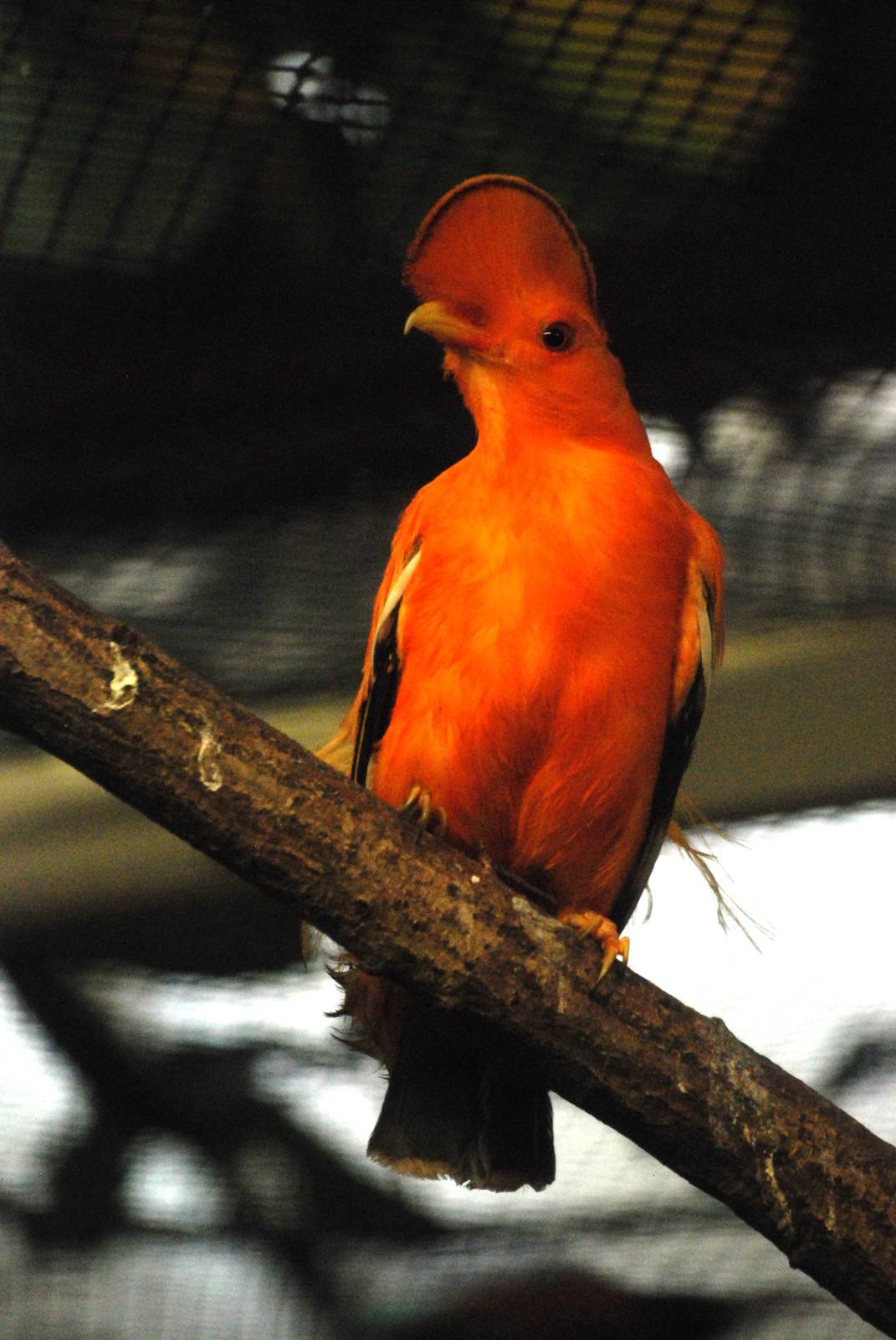 Guianan Cock-of-the-Rock at Walsrode, 22/03/13