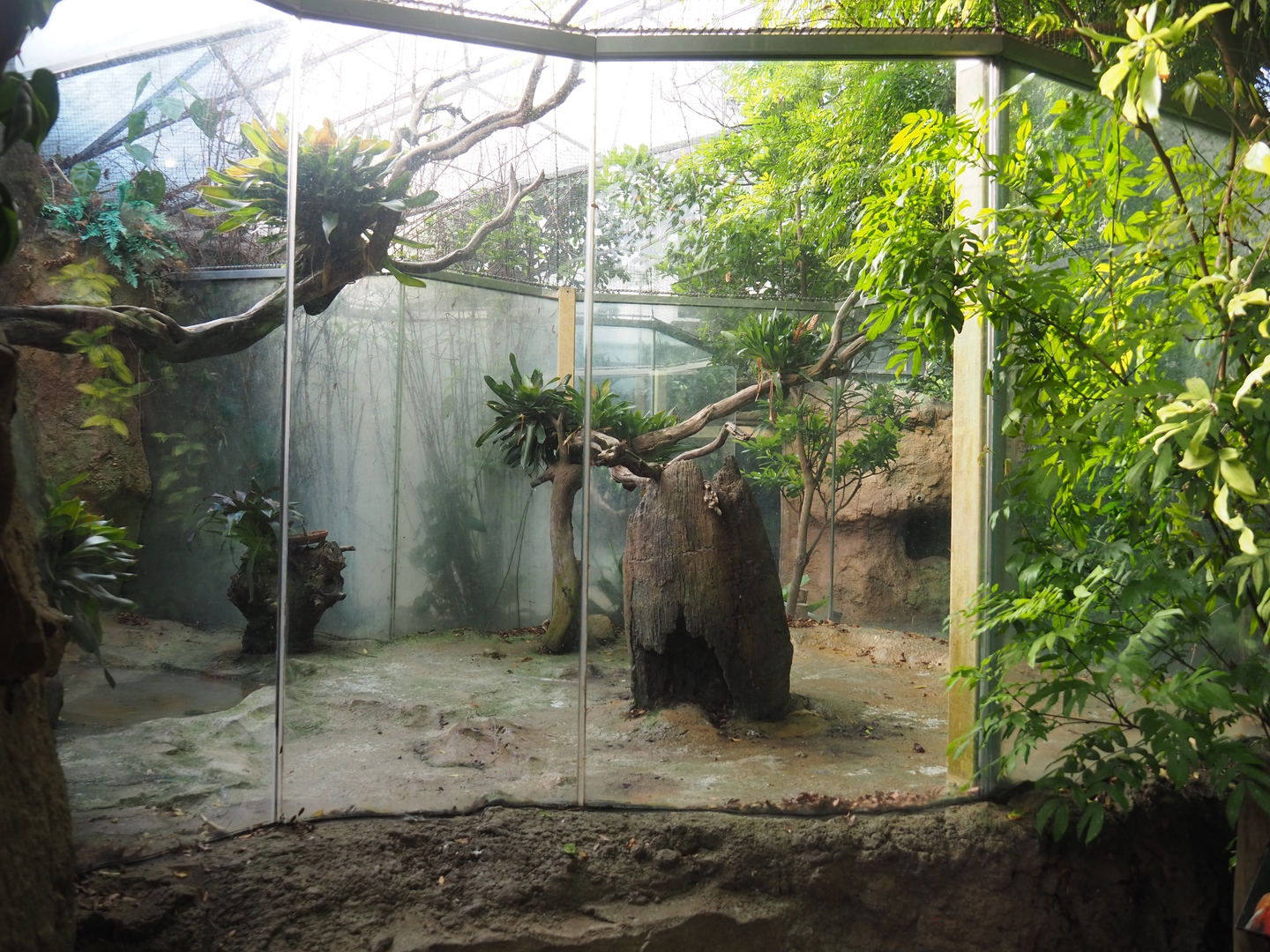 Guianan cock-of-the-rock aviary, 2022-08-28