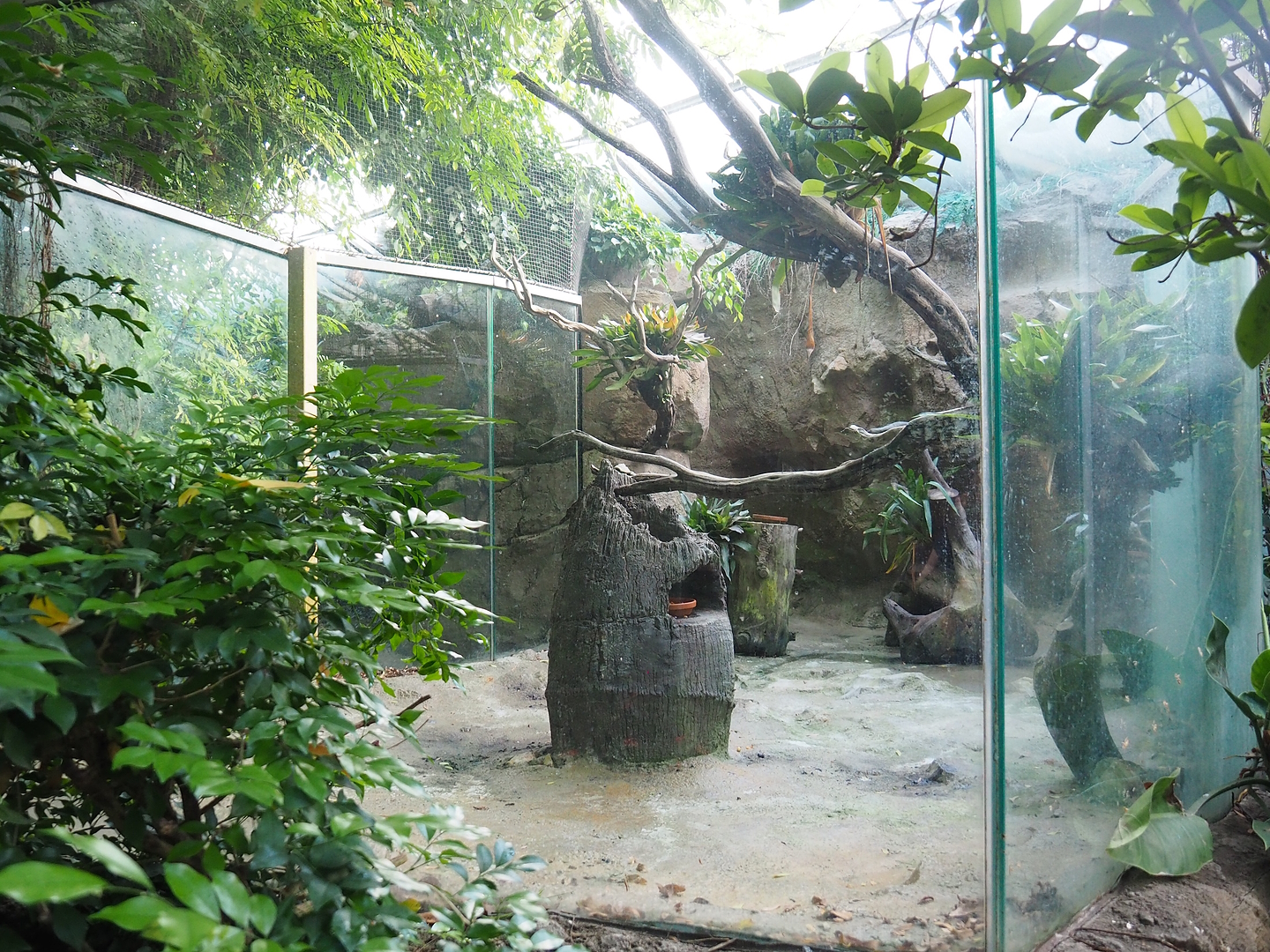 Guianan cock-of-the-rock aviary, 2022-08-28