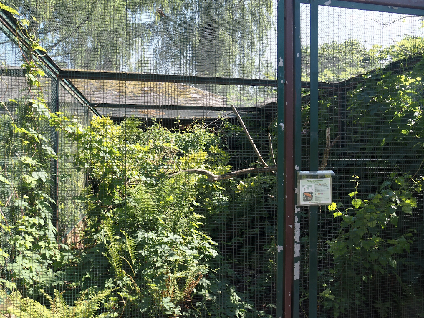 Guianan cock-of-the-rock aviary, 2024-05-23