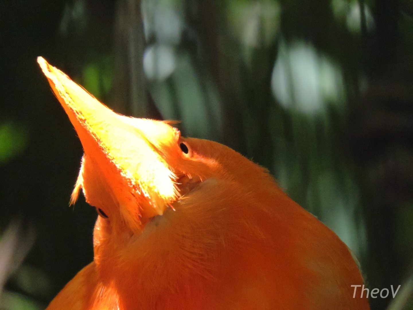 Guianan cock-of-the-rock - Discovery Outpost [2015]
