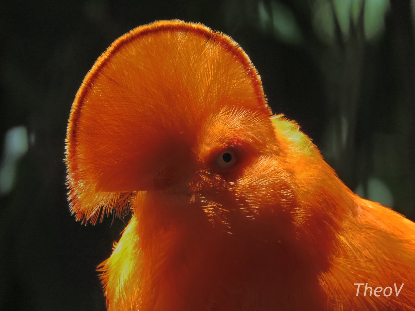 Guianan cock-of-the-rock - Discovery Outpost [2015]